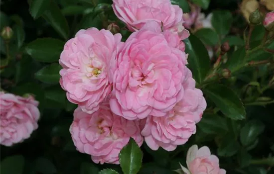 Bodendeckerrose 'The Fairy'