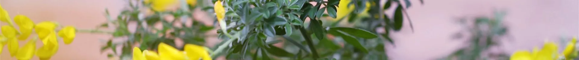 Ginster - Einpflanzen im Garten (thumbnail).jpg