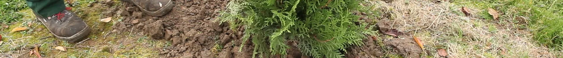 Lebensbaum - Einpflanzen im Garten (thumbnail).jpg