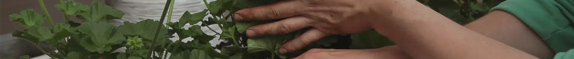 Geranien - Einpflanzen in einen Balkonkasten (thumbnail).jpg