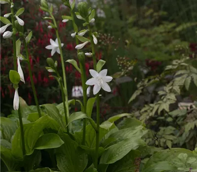 Duftende Garten-Lilien-Funkie 'Royal Standard'