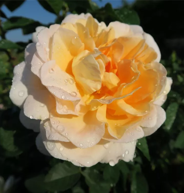 Rosa 'Amélie Nothomb'®