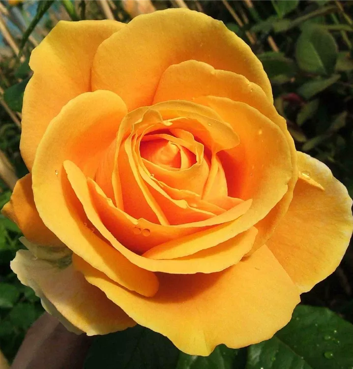 Rosa 'Candlelight'®
