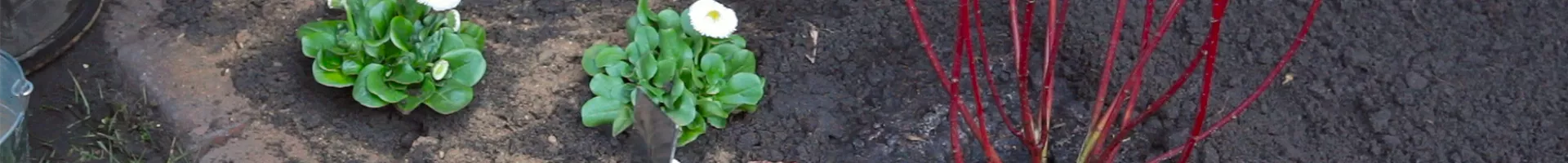 Gänseblümchen - Einpflanzen im Garten (thumbnail).jpg