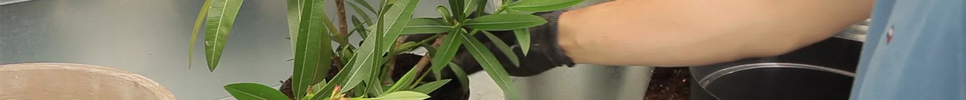 Oleander - Einpflanzen in ein Gefäß (thumbnail).jpg