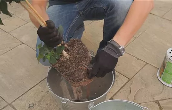 Wandelröschen - Einpflanzen in ein Gefäß