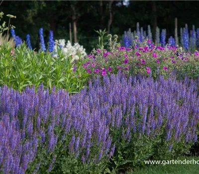 Garten-Blüten-Salbei 'Blauhügel'