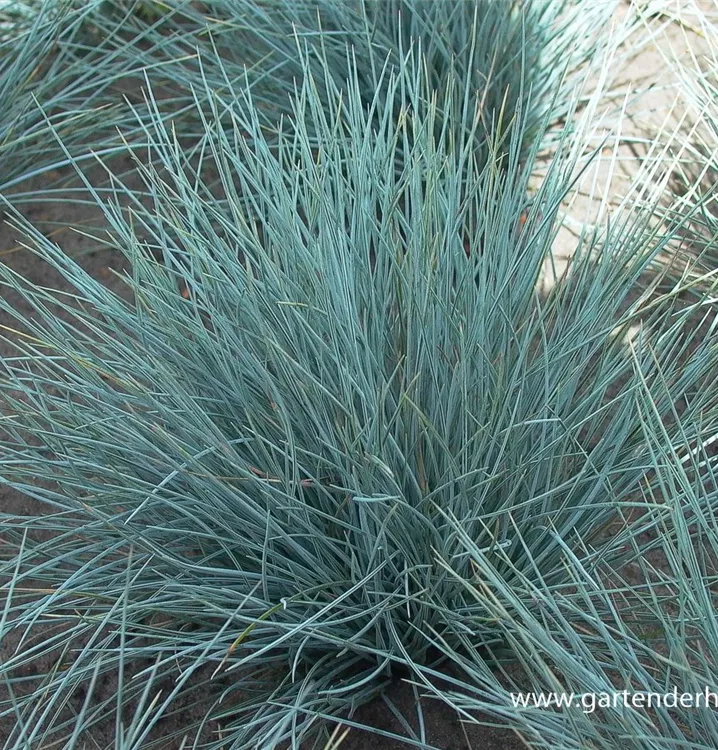 GartenBlauSchwingel 'Silberreiher', Festuca cinerea 'Silberreiher