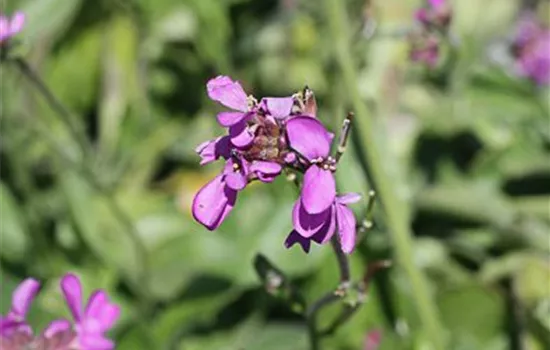GartenGänsekresse 'Rose Delight'®, Arabis blepharophylla 'Rose Delight