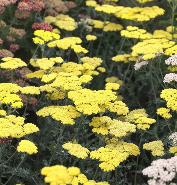 Garten Goldquirl Garbe Moonshine Achillea Clypeolata Moonshine Gartenbaumschule Becker