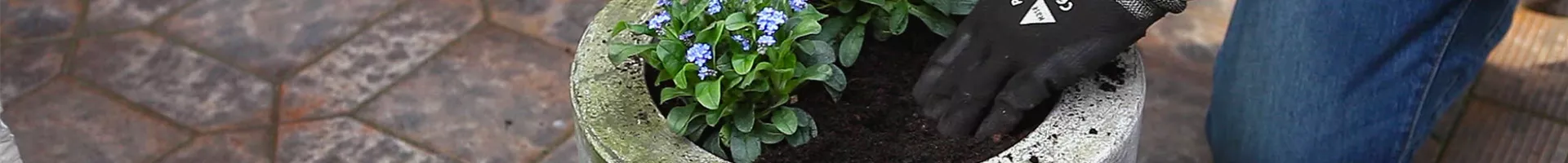 Vergissmeinnicht - Einpflanzen in ein Gefäß (thumbnail).jpg