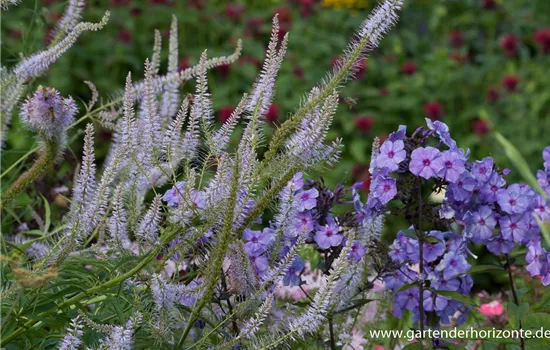Garten-Kandelaberehrenpreis 'Lavendelturm'