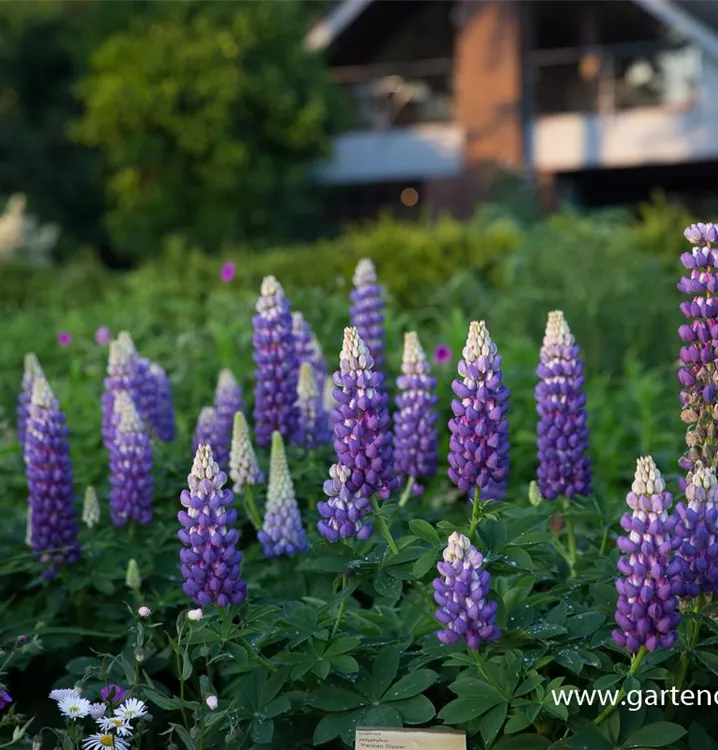 Lupinus Westcountry 'Persian Slippers' - Lupine - Fabaceae (The Legume  Family)