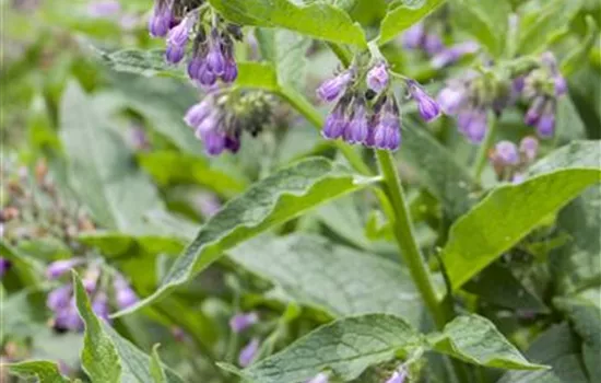 GartenBeinwell 'Hidcote Blue', Symphytum grandiflorum 'Hidcote Blue