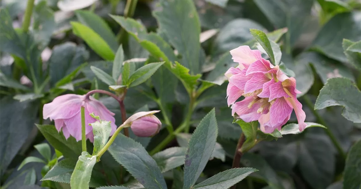 Helleborus x orientalis 'Double Ellen Pink', Lenzrose
