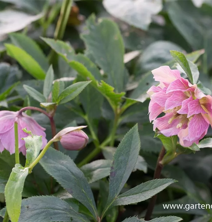 Helleborus x orientalis 'Double Ellen Pink', Lenzrose