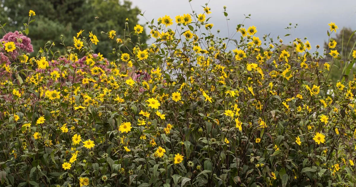 Kleinblumige StaudenSonnenblume, Helianthus microcephalus