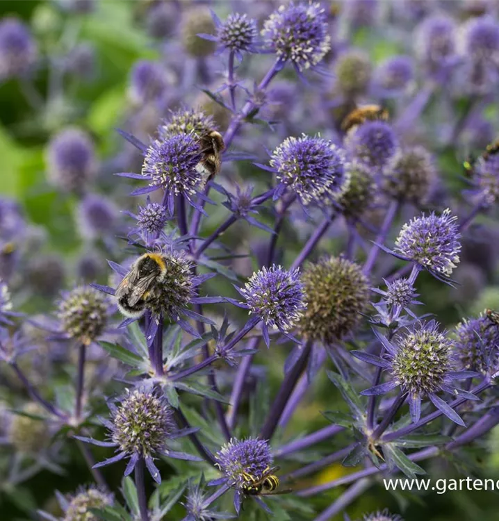 Kleiner GartenMannstreu 'Blue Hobbit', Eryngium planum 'Blue Hobbit