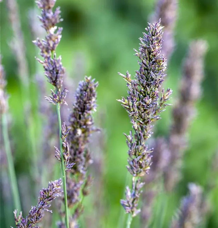 Kleines GartenPfeifengras 'Moorhexe', Molinia caerulea 'Moorhexe