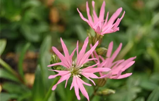 Blumixx Stauden Lychnis flos-cuculi Kuckucks-Lichtnelke Blumixx Stauden Lychnis flos-cuculi Kuckucks-Lichtnelke