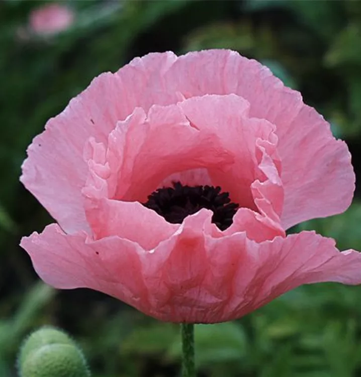 Orientalischer GartenMohn 'Helen Elizabeth', Papaver orientale 'Helen