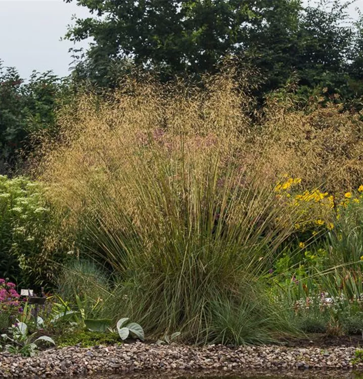 RiesenFedergras, Stipa gigantea GartenBaumschule Becker