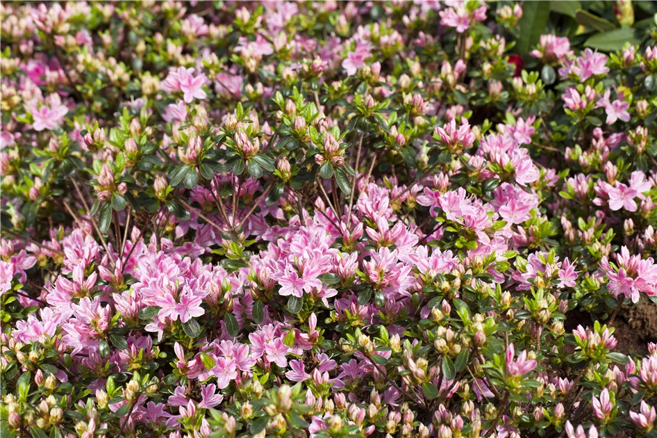 Rhododendron Kermensina Winterhart Japanische Azalee mit rosa Blüten