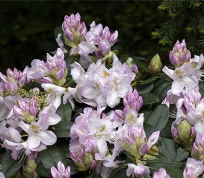 Rhododendron Hybr.'Gomer Waterer'