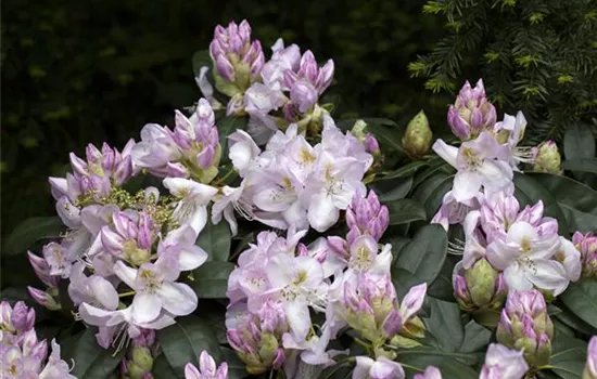 Rhododendron Hybr.'Gomer Waterer'