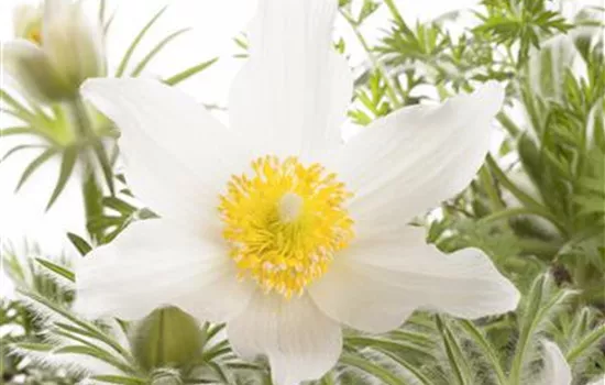 Weißblühende Garten-Kuhschelle 'Alba'