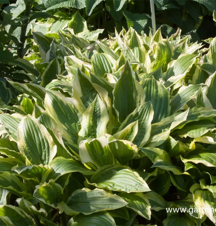 Weißrandige GartenFunkie 'Ground Master', Hosta 'Ground Master