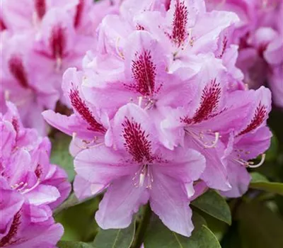 Rhododendron Hybr.'Furnivall's Daughter'