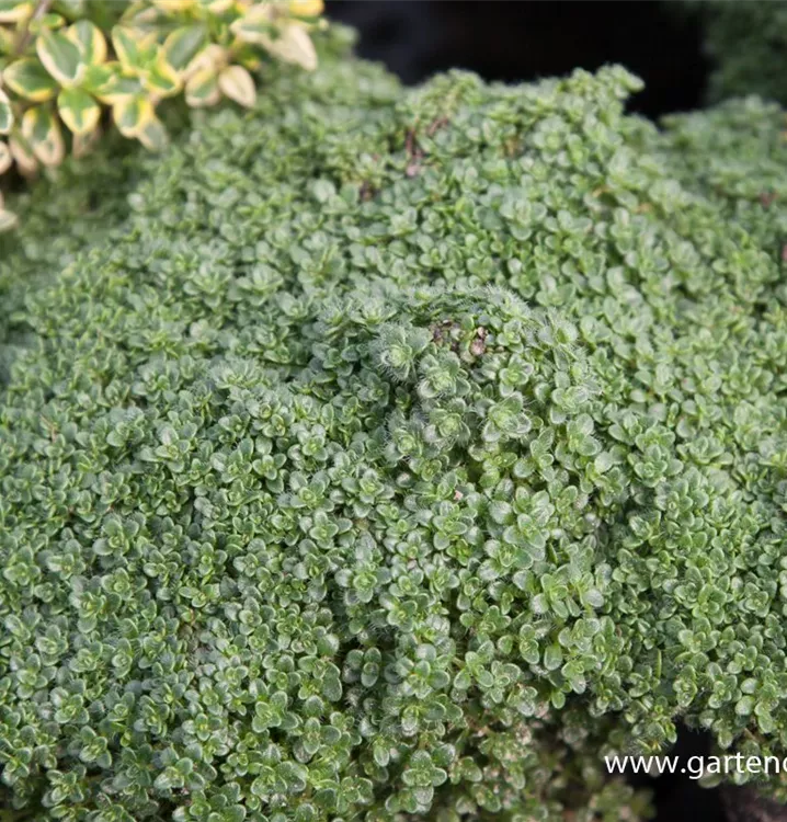 Zwergiger GartenThymian 'Minor', Thymus praecox 'Minor