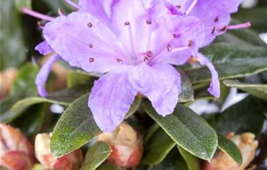 Rhododendron impeditum 'Moerheim'