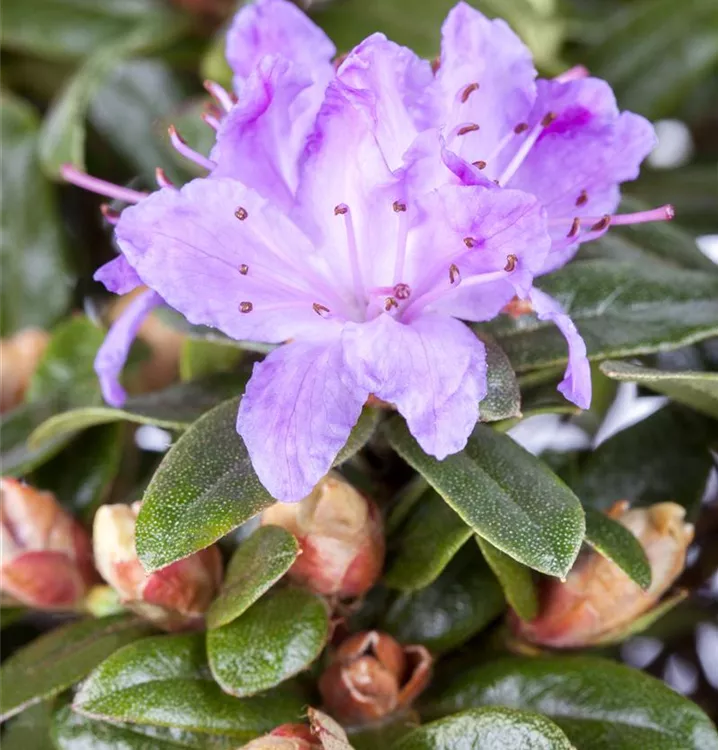 Kleinblättr.Rhododendron 'Moerheim'