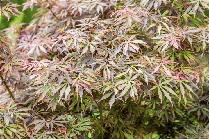 60-100cm Fächerahorn ' Jerre Schwartz ' Acer palmatum Topf gewachsen ca 60-100cm Fächerahorn ' Jerre Schwartz ' Acer palmatum Topf gewachsen ca