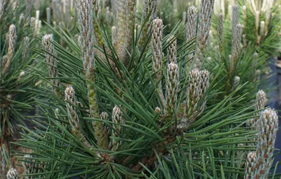 Pinus thunbergii 'Maijima'