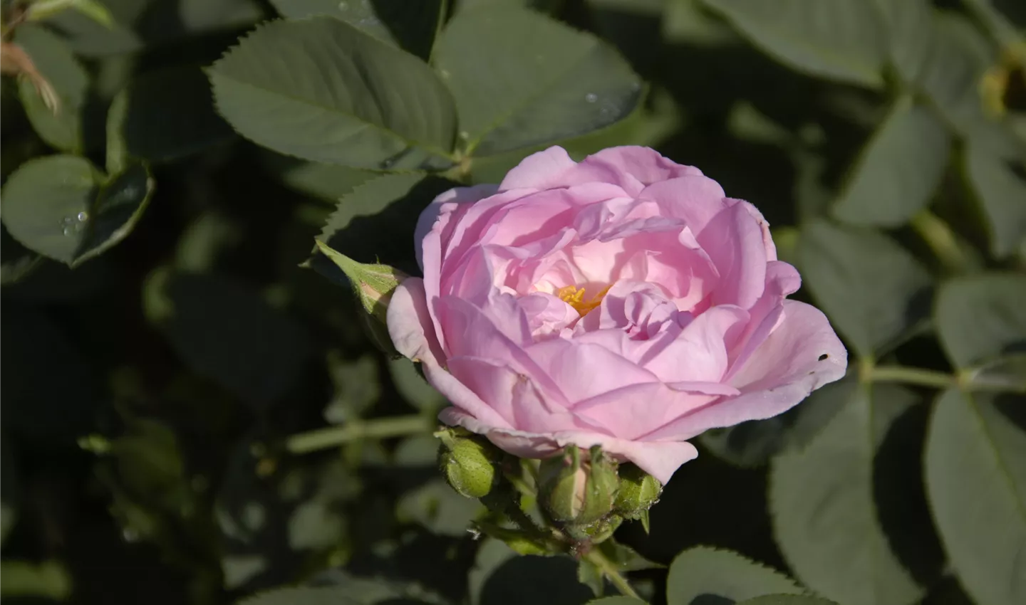 Rosa alba 'Celeste' (GS620771.jpg)