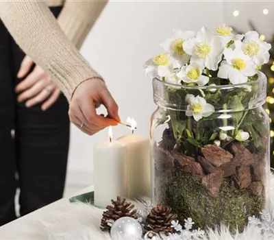 Pflanzen zu Weihnachten – Blüten zum Fest und gemütliche Stimmung