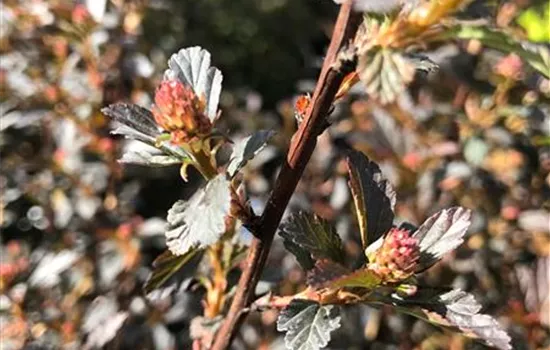 Physocarpus opulifolius 'Tiny Wine' -R-