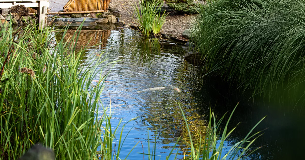 Pflanzen für den Teichrand So wird der Gartenteich zum Hingucker