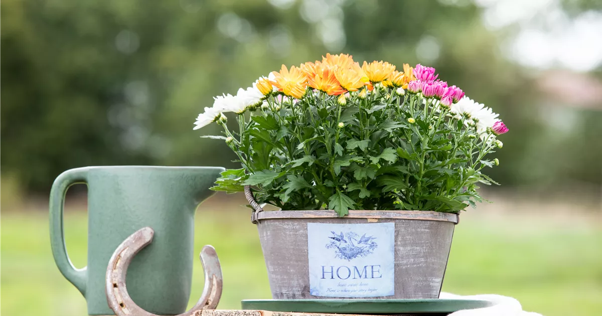 Gartengestaltung mit Pflanzgefäßen in verschiedenen Gärten