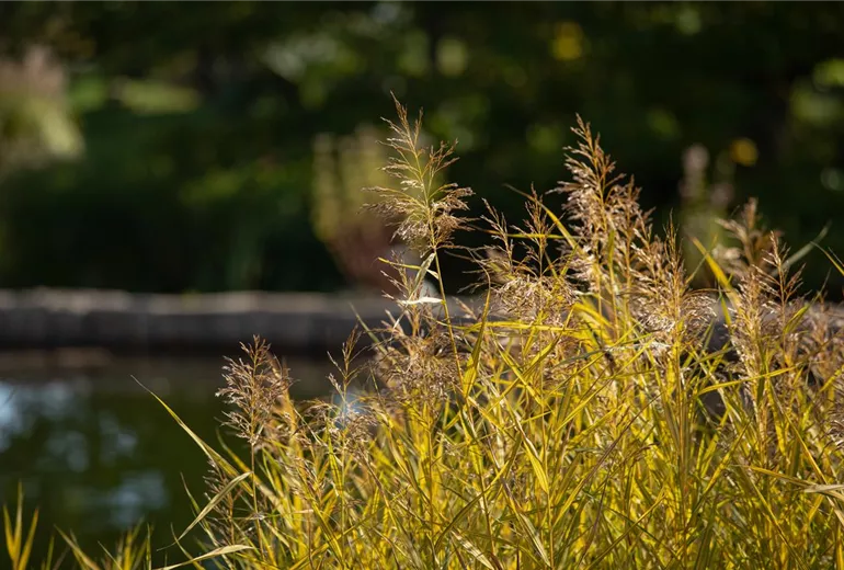 Pflanzen für den Teichrand So wird der Gartenteich zum Hingucker