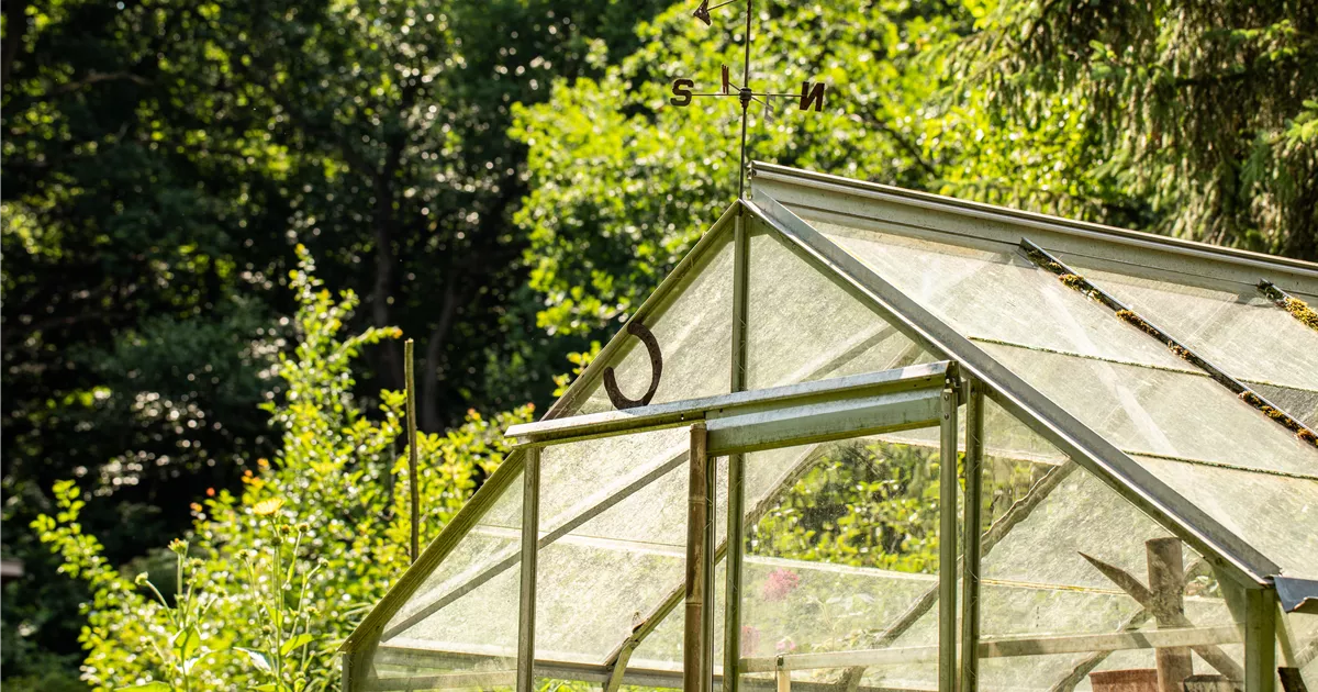 Kleine Gewächshäuser für kleine Gärten GartenBaumschule Becker