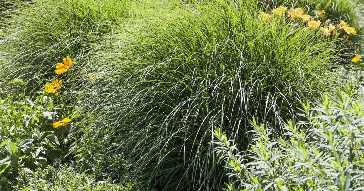Wie man Gräser pflegen sollte GartenBaumschule Becker