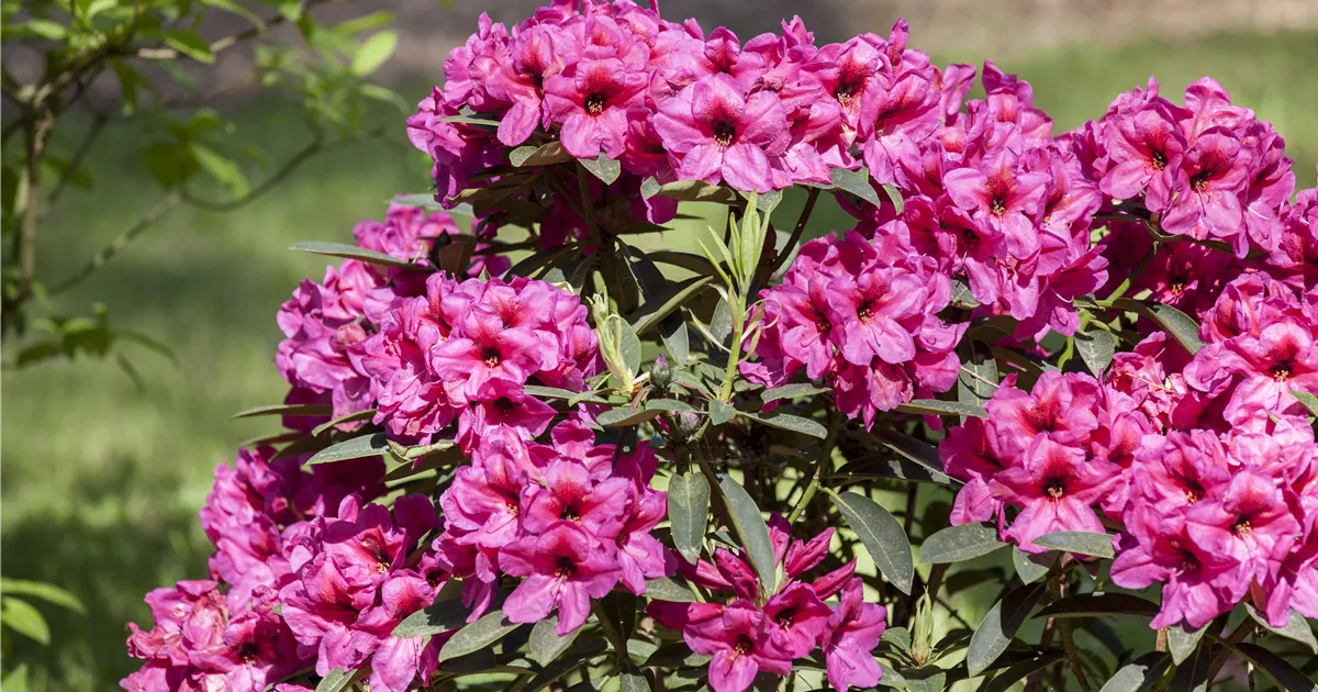 Rhododendron Schneiden Und Pflegen So Gelingt Es GartenBaumschule rhododendron-schneiden-und-pflegen-so-gelingt-es-gartenbaumschule