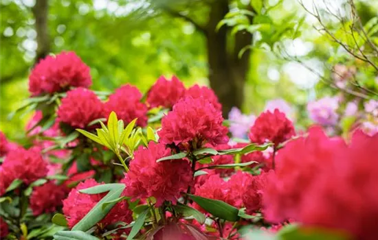 Schön und anspruchsvoll: Rhododendron pflanzen im eigenen Garten