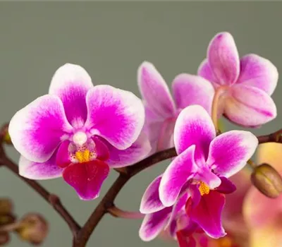 Das A und O beim Orchideen pflegen - Die richtige Wassermenge