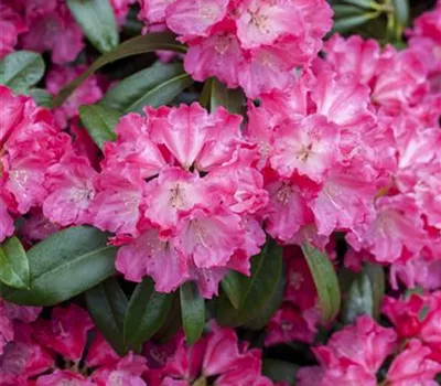 Rhododendron Hybr.'Germania' -R-