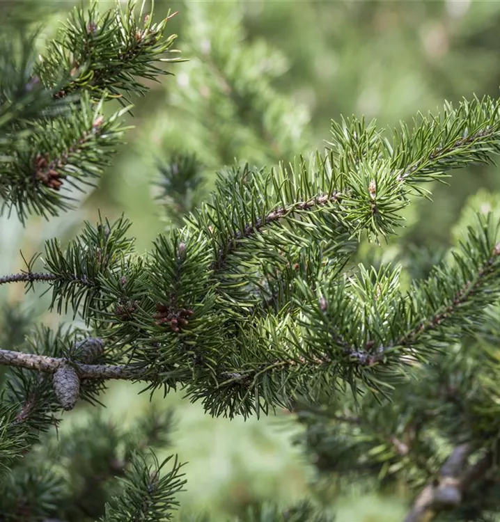 Pinus banksiana 'Arktis', Strauchkiefer 'Arktis' GartenBaumschule Becker